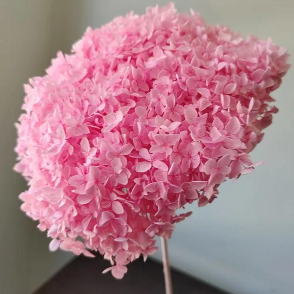 Bakewareind Dried Hydrangeas Leaves Preserved, Light pink - Bakeware India