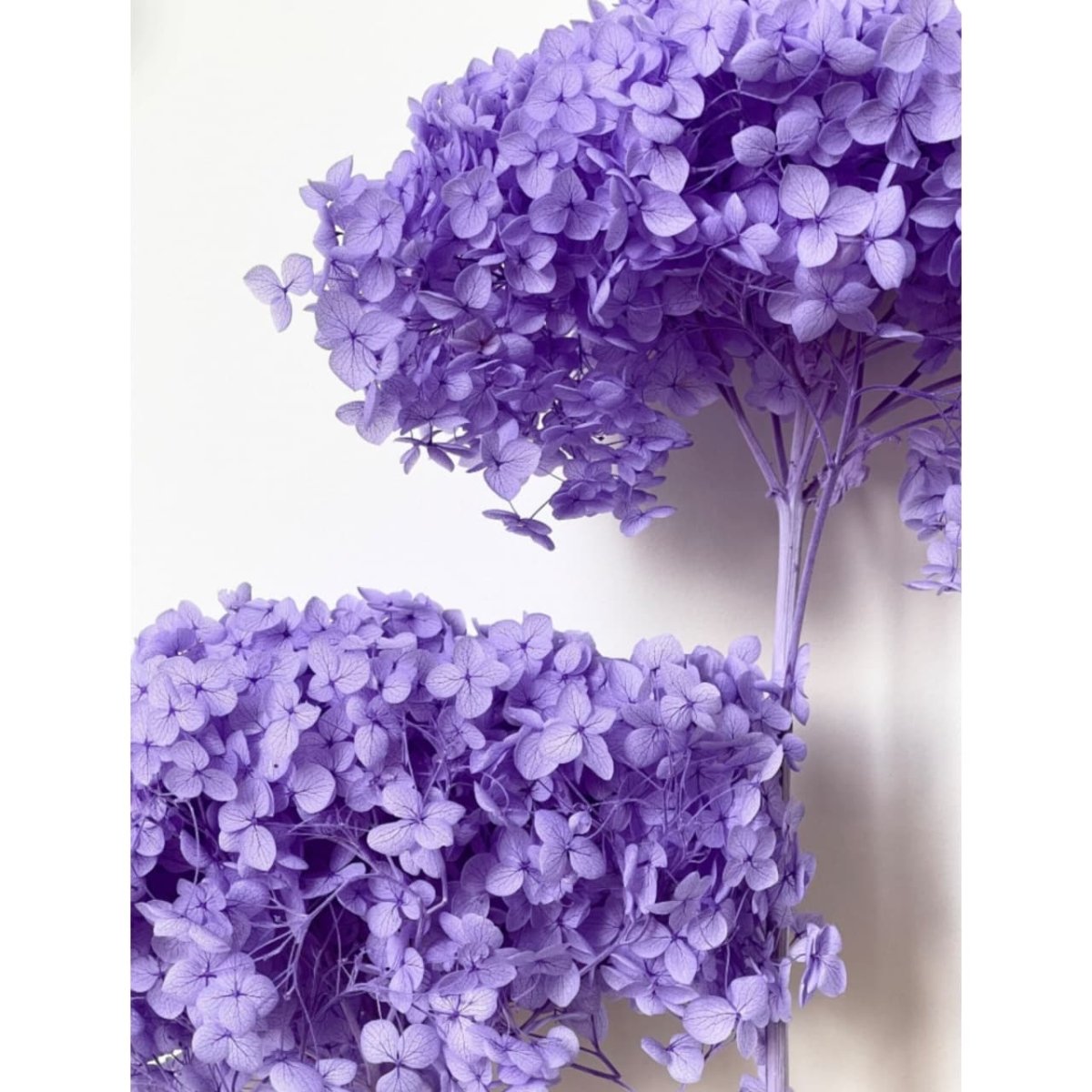 Bakewareind Dried Hydrangeas Leaves Preserved, Lilac - Bakeware India