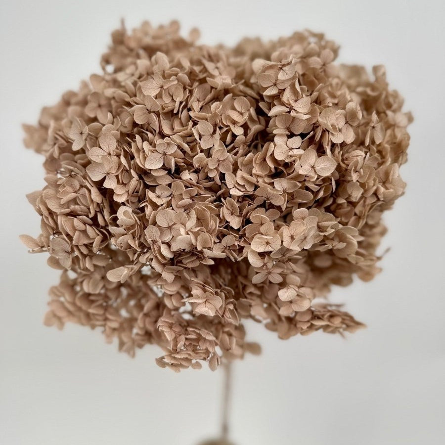 Bakewareind Dried Hydrangeas Leaves Preserved, Natural Brown - Bakeware India
