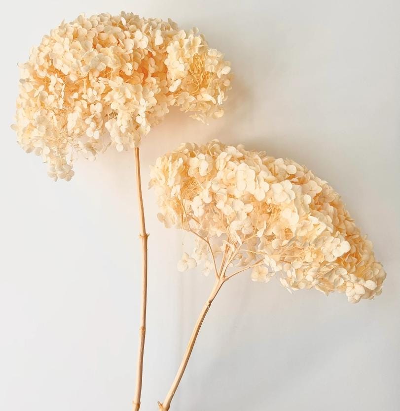 Bakewareind Dried Hydrangeas Leaves Preserved, Peach - Bakeware India