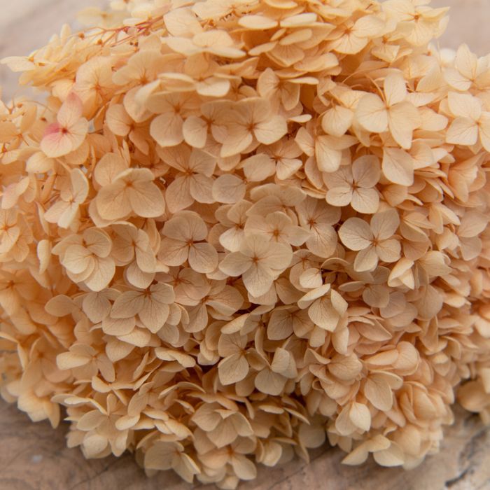 Bakewareind Dried Hydrangeas Leaves Preserved, Peach - Bakeware India