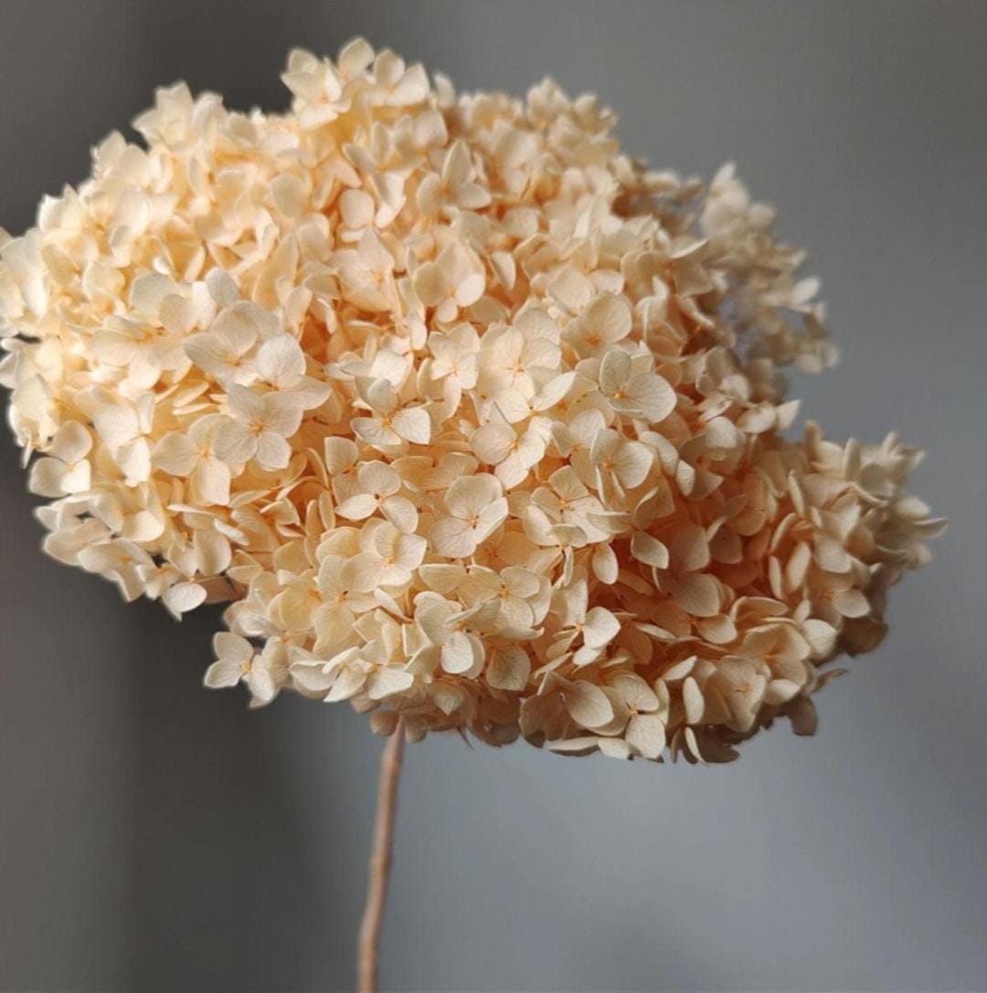 Bakewareind Dried Hydrangeas Leaves Preserved, Peach - Bakeware India