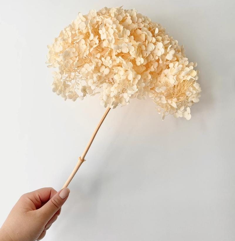 Bakewareind Dried Hydrangeas Leaves Preserved, Peach - Bakeware India