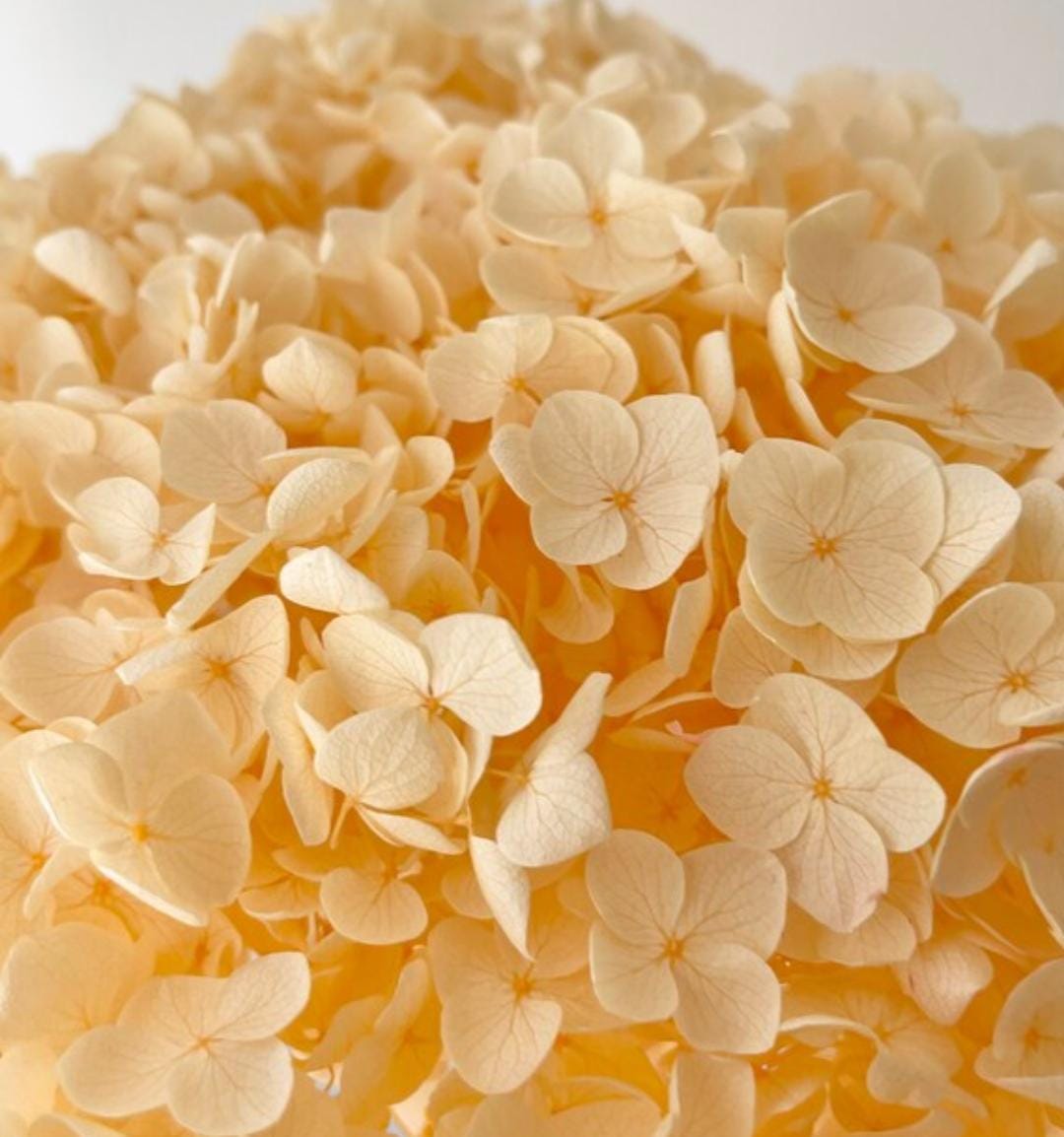 Bakewareind Dried Hydrangeas Leaves Preserved, Peach - Bakeware India