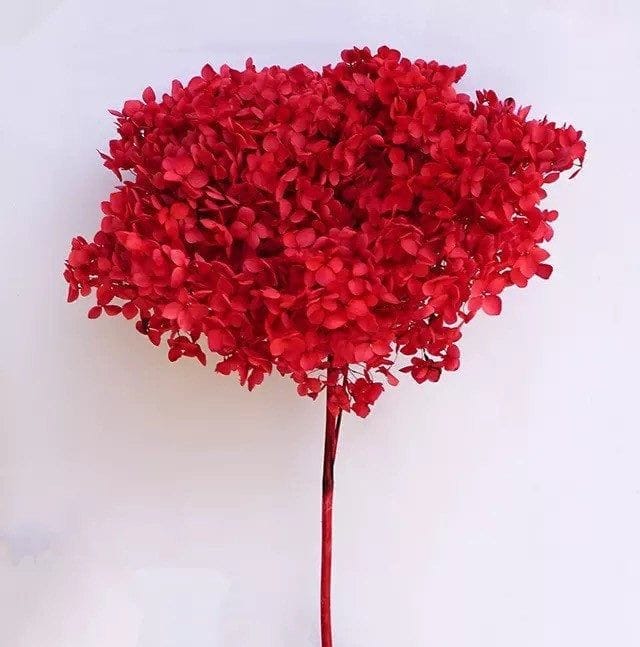 Bakewareind Dried Hydrangeas Leaves Preserved, Red - Bakeware India