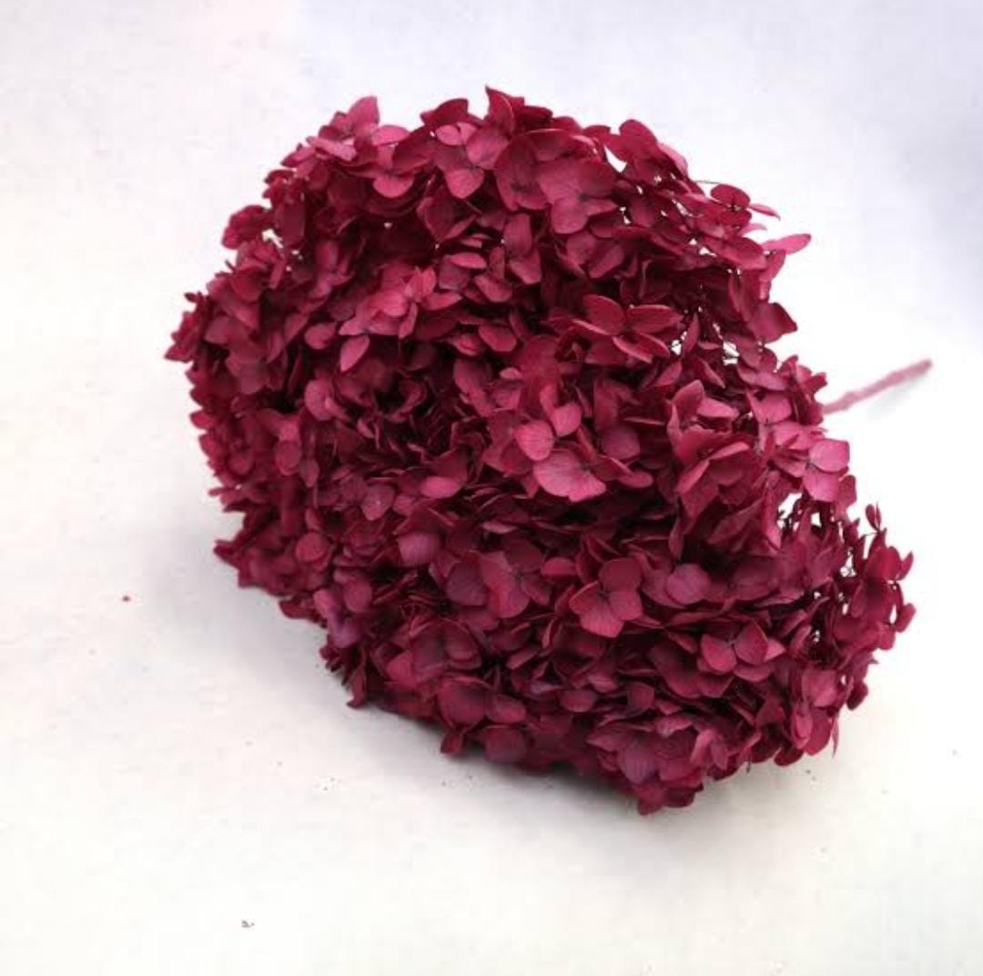 Bakewareind Dried Hydrangeas Leaves Preserved, Red - Bakeware India