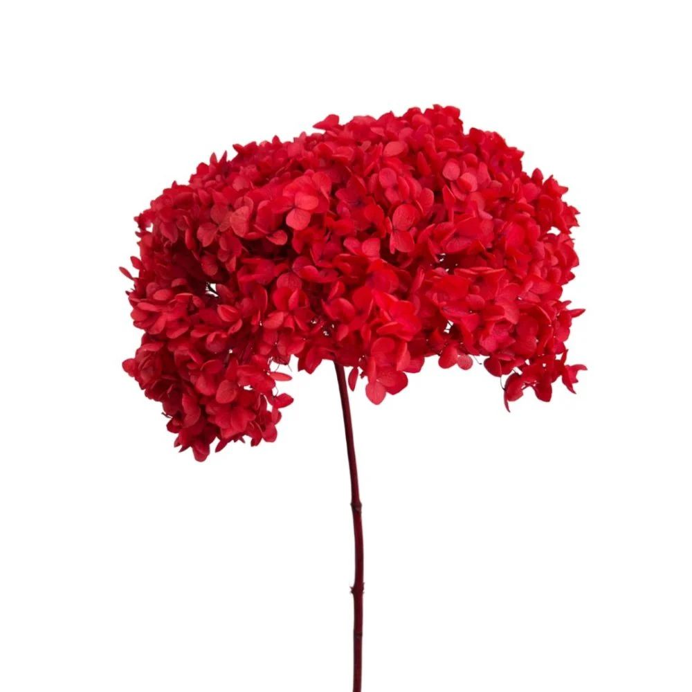 Bakewareind Dried Hydrangeas Leaves Preserved, Red - Bakeware India