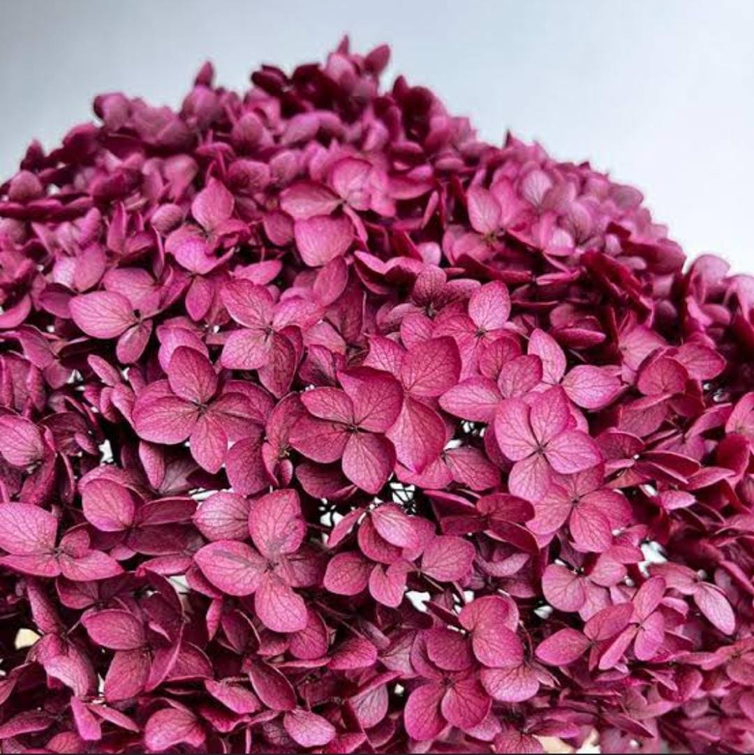 Bakewareind Dried Hydrangeas Leaves Preserved, Red - Bakeware India