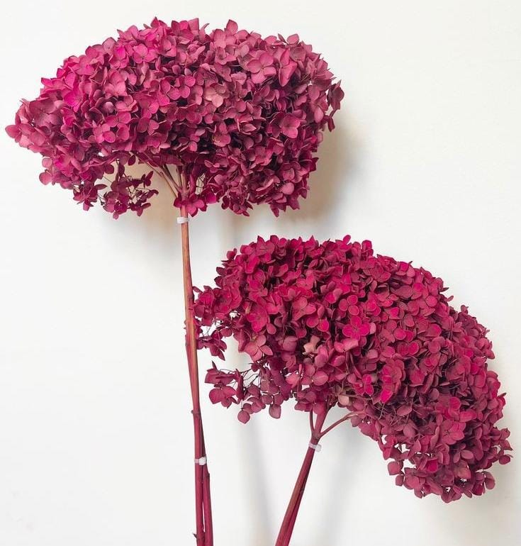 Bakewareind Dried Hydrangeas Leaves Preserved, Red - Bakeware India
