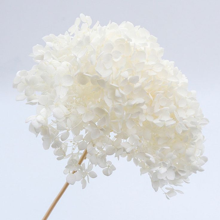 Bakewareind Dried Hydrangeas Leaves Preserved, White - Bakeware India