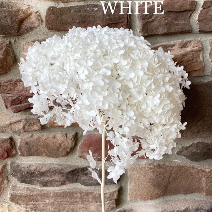 Bakewareind Dried Hydrangeas Leaves Preserved, White - Bakeware India