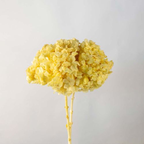Bakewareind Dried Hydrangeas Leaves Preserved, Yellow - Bakeware India