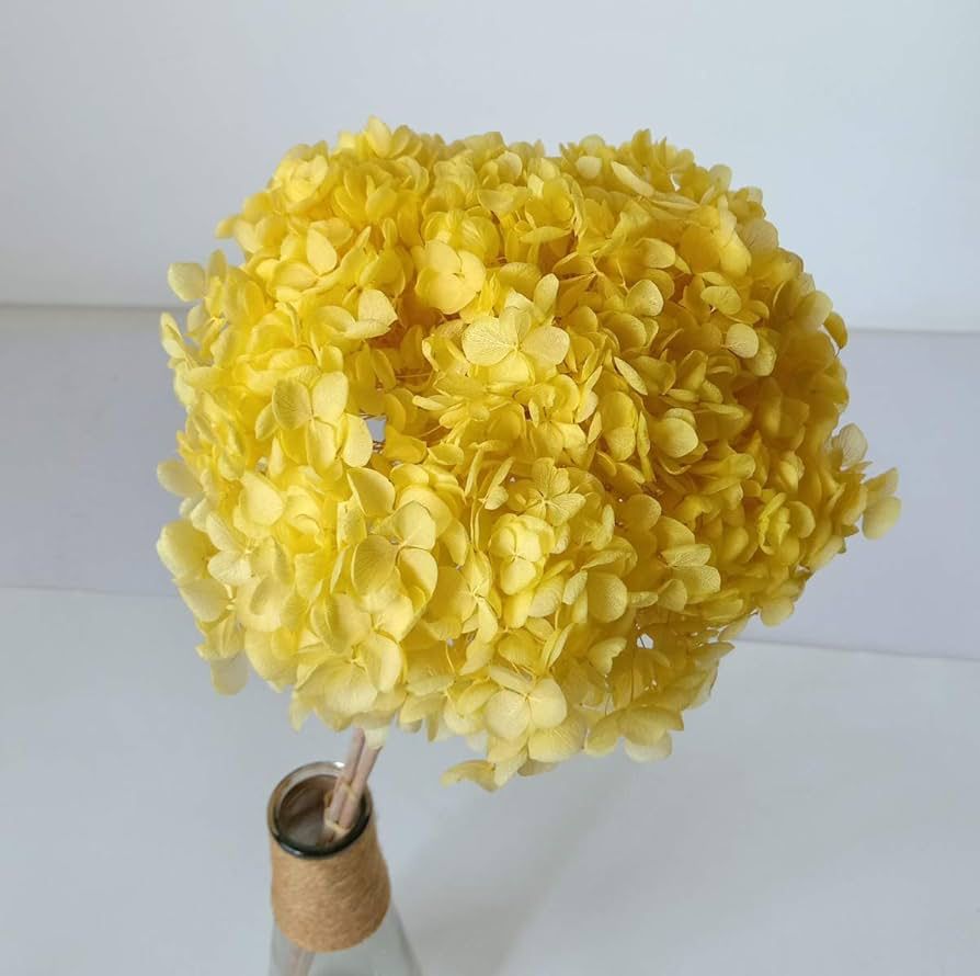 Bakewareind Dried Hydrangeas Leaves Preserved, Yellow - Bakeware India