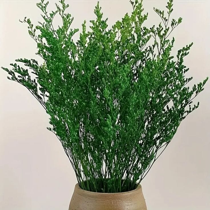 Bakewareind Dried Limonium Grass, Green - Bakeware India