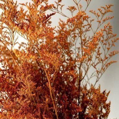 Bakewareind Dried Limonium Grass, Orange - Bakeware India
