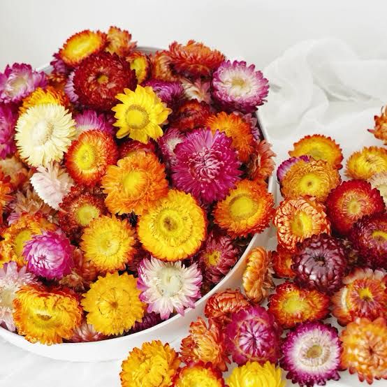 Bakewareind Dried Multicolor Daisy Flower - Bakeware India