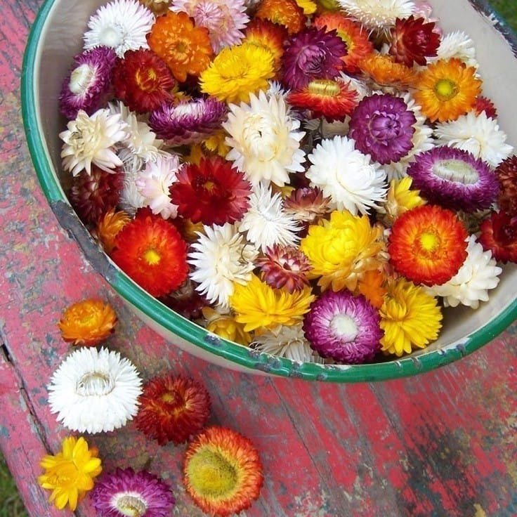 Bakewareind Dried Multicolor Daisy Flower - Bakeware India
