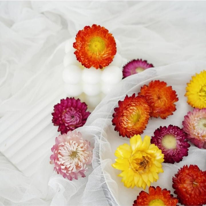 Bakewareind Dried Multicolor Daisy Flower - Bakeware India