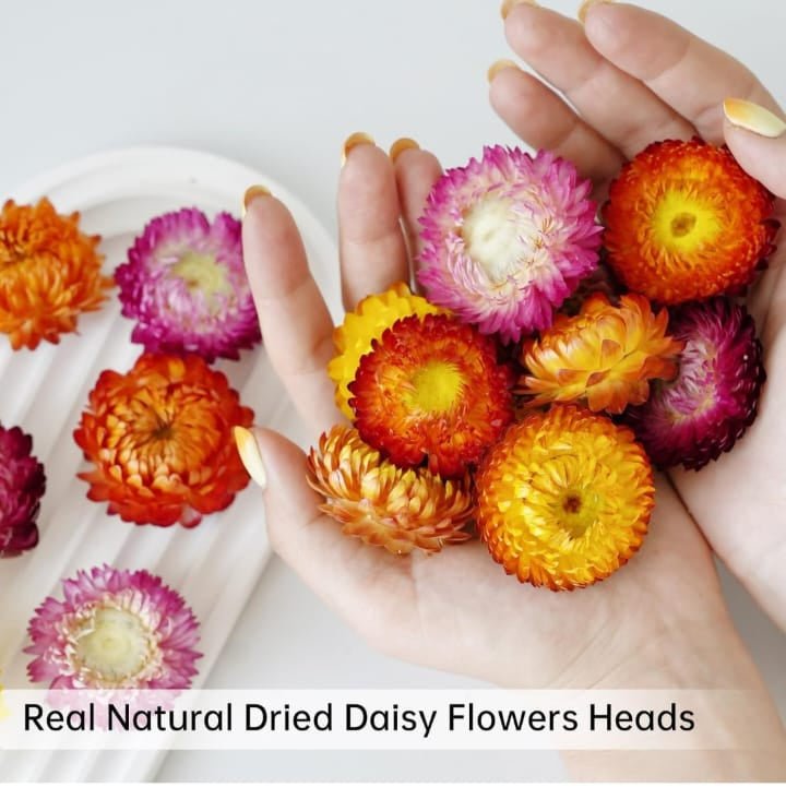 Bakewareind Dried Multicolor Daisy Flower - Bakeware India