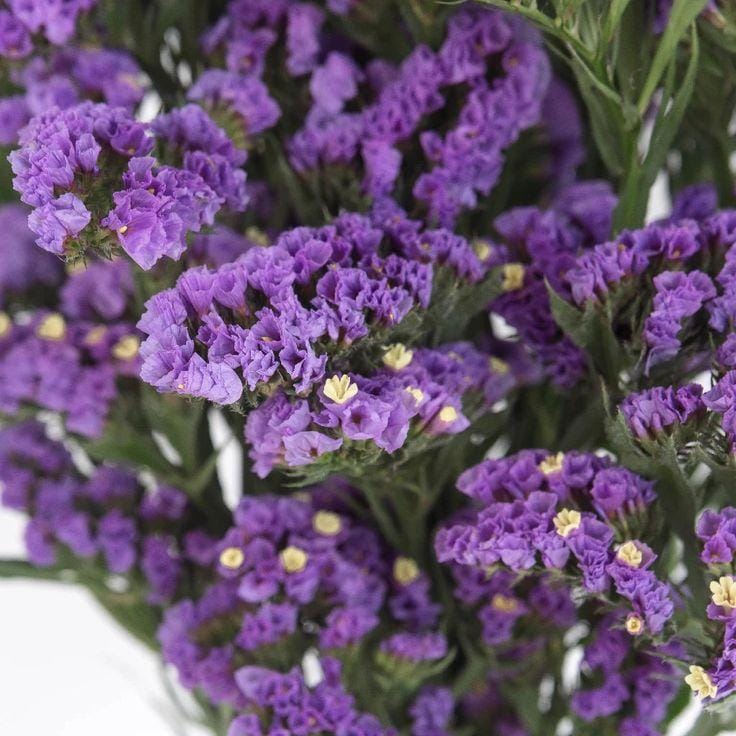 Bakewareind Dried Natural Statice Flower, { Select Color } - Bakeware India