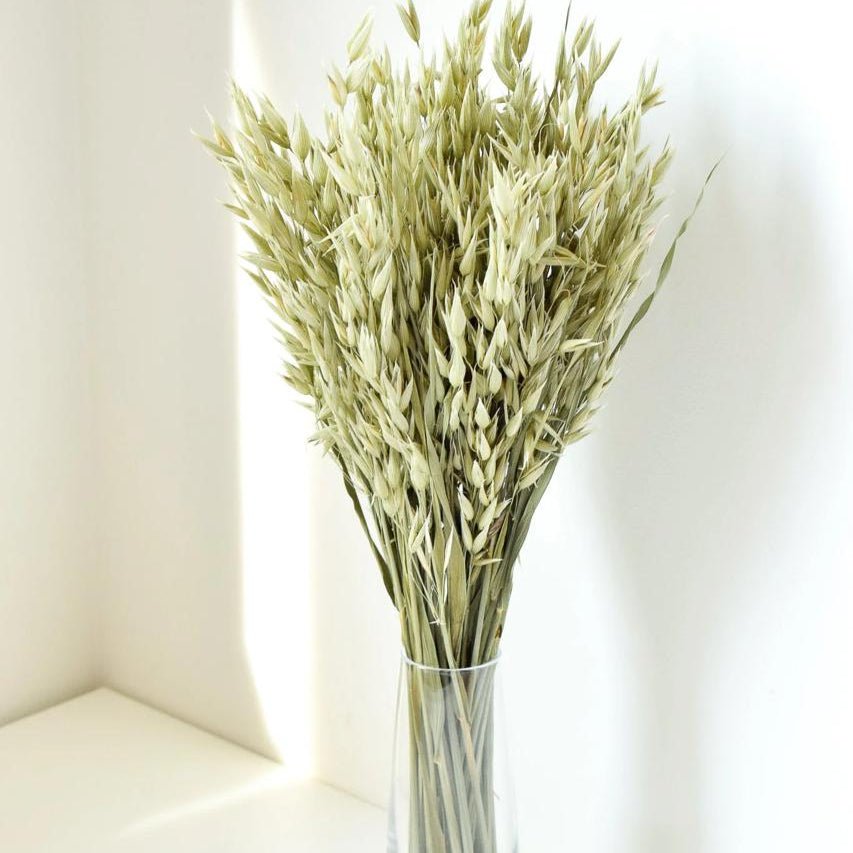 Bakewareind Dried Oat Grass, 25 Sticks - Bakeware India