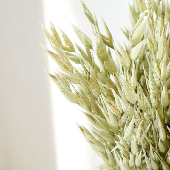 Bakewareind Dried Oat Grass, 25 Sticks - Bakeware India