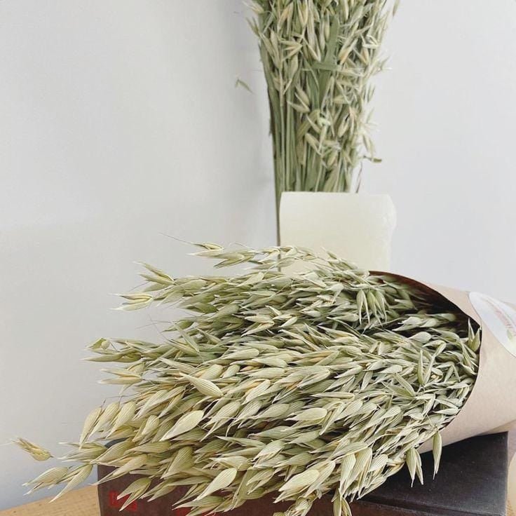 Bakewareind Dried Oat Grass, 25 Sticks - Bakeware India