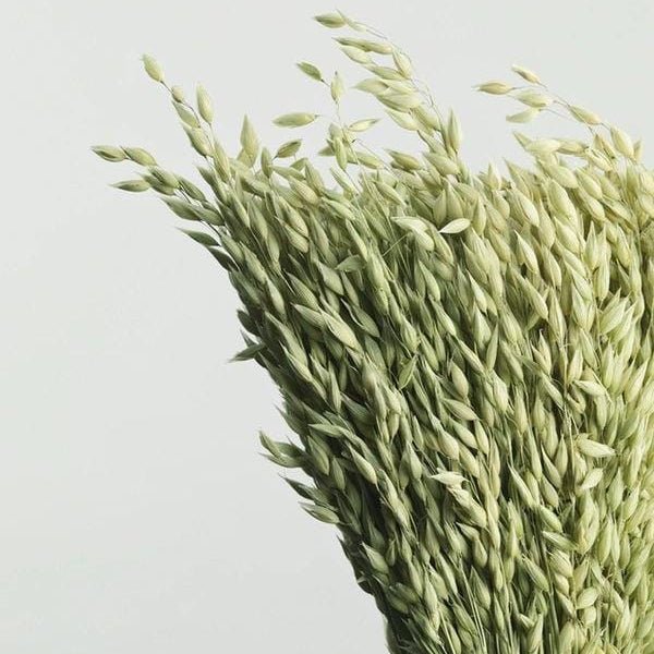 Bakewareind Dried Oat Grass, 25 Sticks - Bakeware India