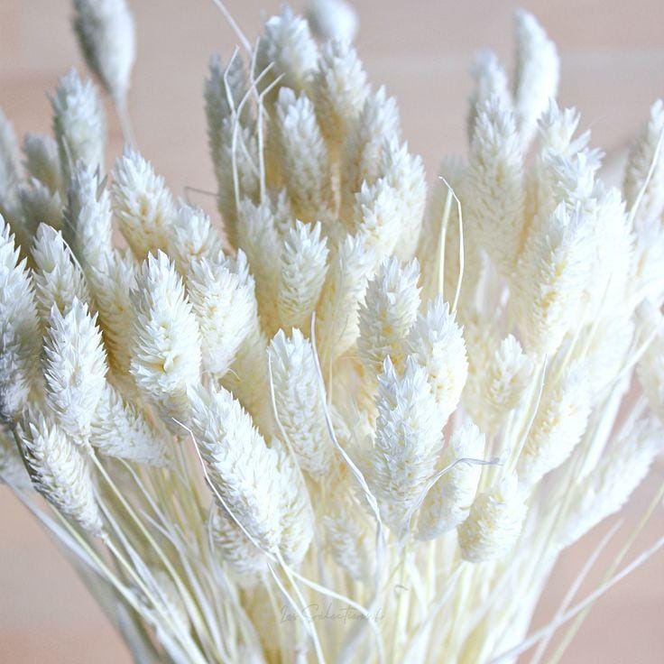 Bakewareind Dried Phalaris Italian Grass, White - Bakeware India
