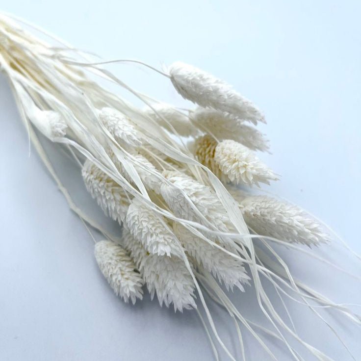 Bakewareind Dried Phalaris Italian Grass, White - Bakeware India