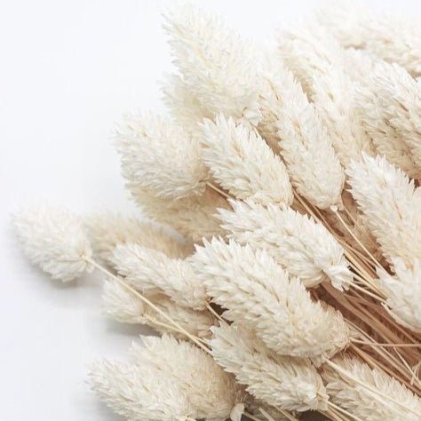 Bakewareind Dried Phalaris Italian Grass, White - Bakeware India