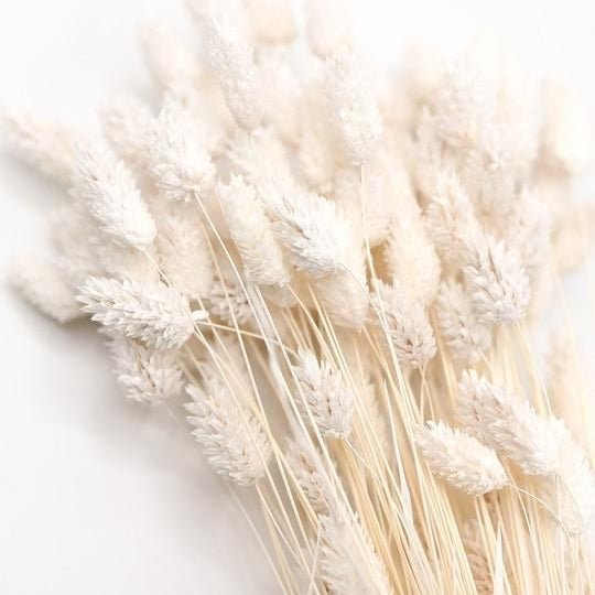 Bakewareind Dried Phalaris Italian Grass, White - Bakeware India