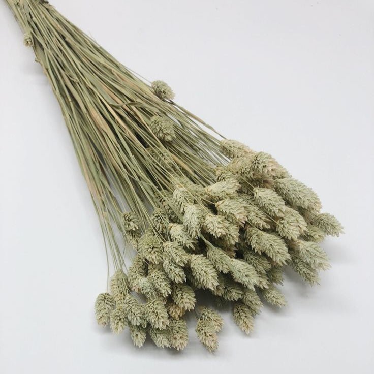 Bakewareind Dried Phalaris Italian Grass,Natural - Bakeware India