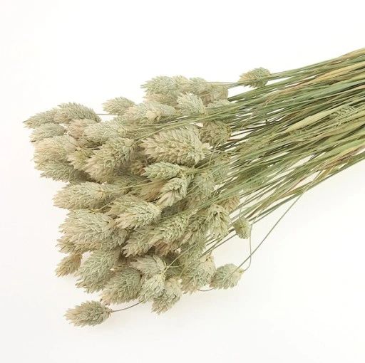 Bakewareind Dried Phalaris Italian Grass,Natural - Bakeware India