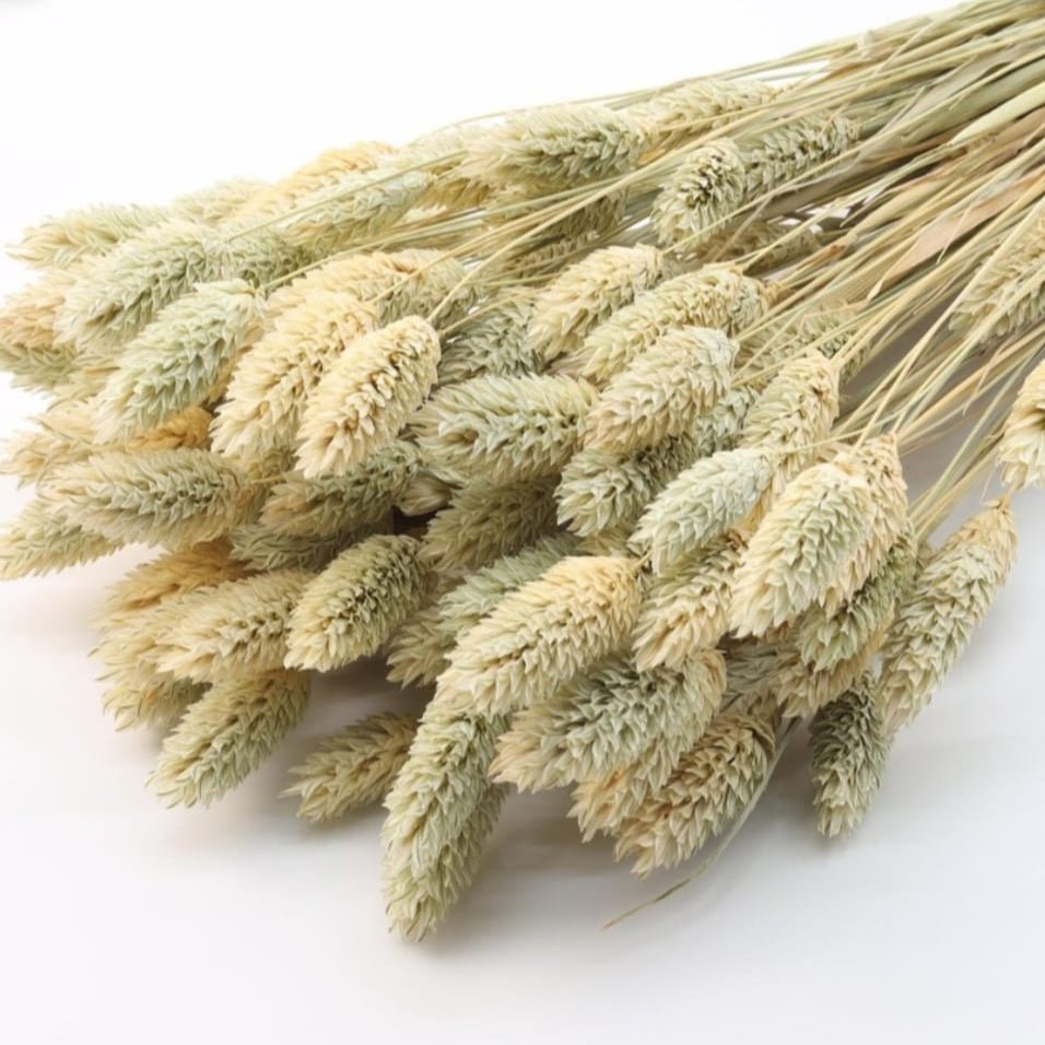 Bakewareind Dried Phalaris Italian Grass,Natural - Bakeware India