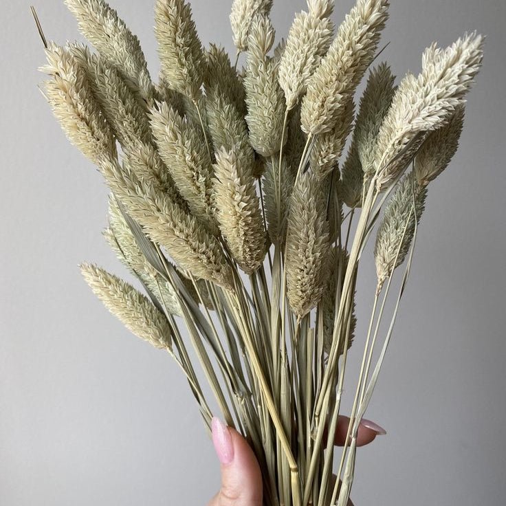 Bakewareind Dried Phalaris Italian Grass,Natural - Bakeware India