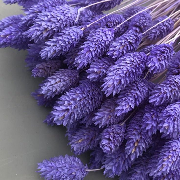 Bakewareind Dried Phalaris Natural Italian Grass,Purple - Bakeware India