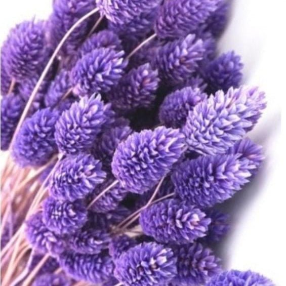 Bakewareind Dried Phalaris Natural Italian Grass,Purple - Bakeware India