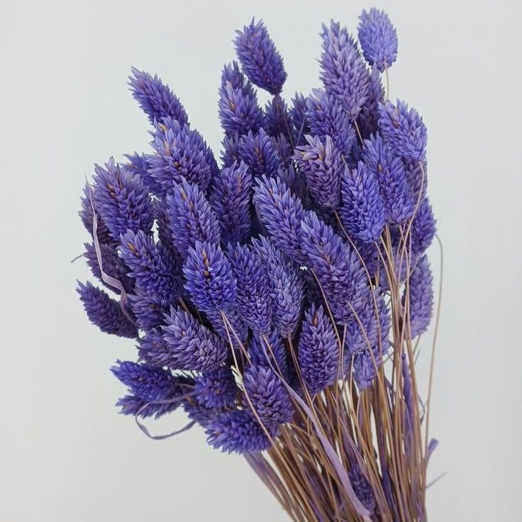 Bakewareind Dried Phalaris Natural Italian Grass,Purple - Bakeware India