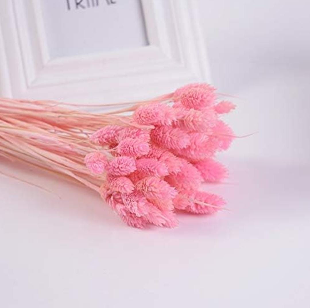 Bakewareind Dried Phalaris Pink Italian Grass,Pink - Bakeware India