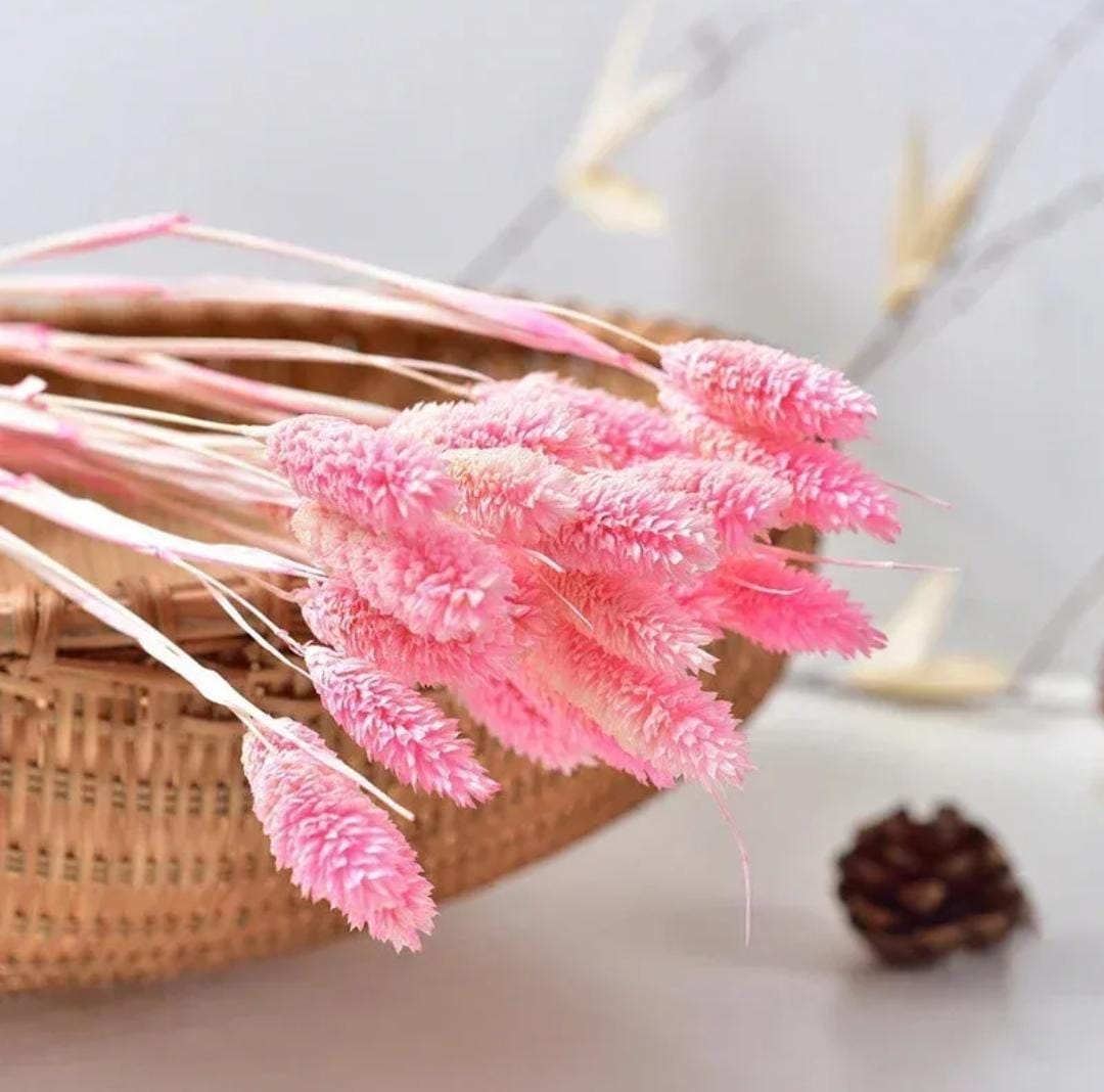 Bakewareind Dried Phalaris Pink Italian Grass,Pink - Bakeware India