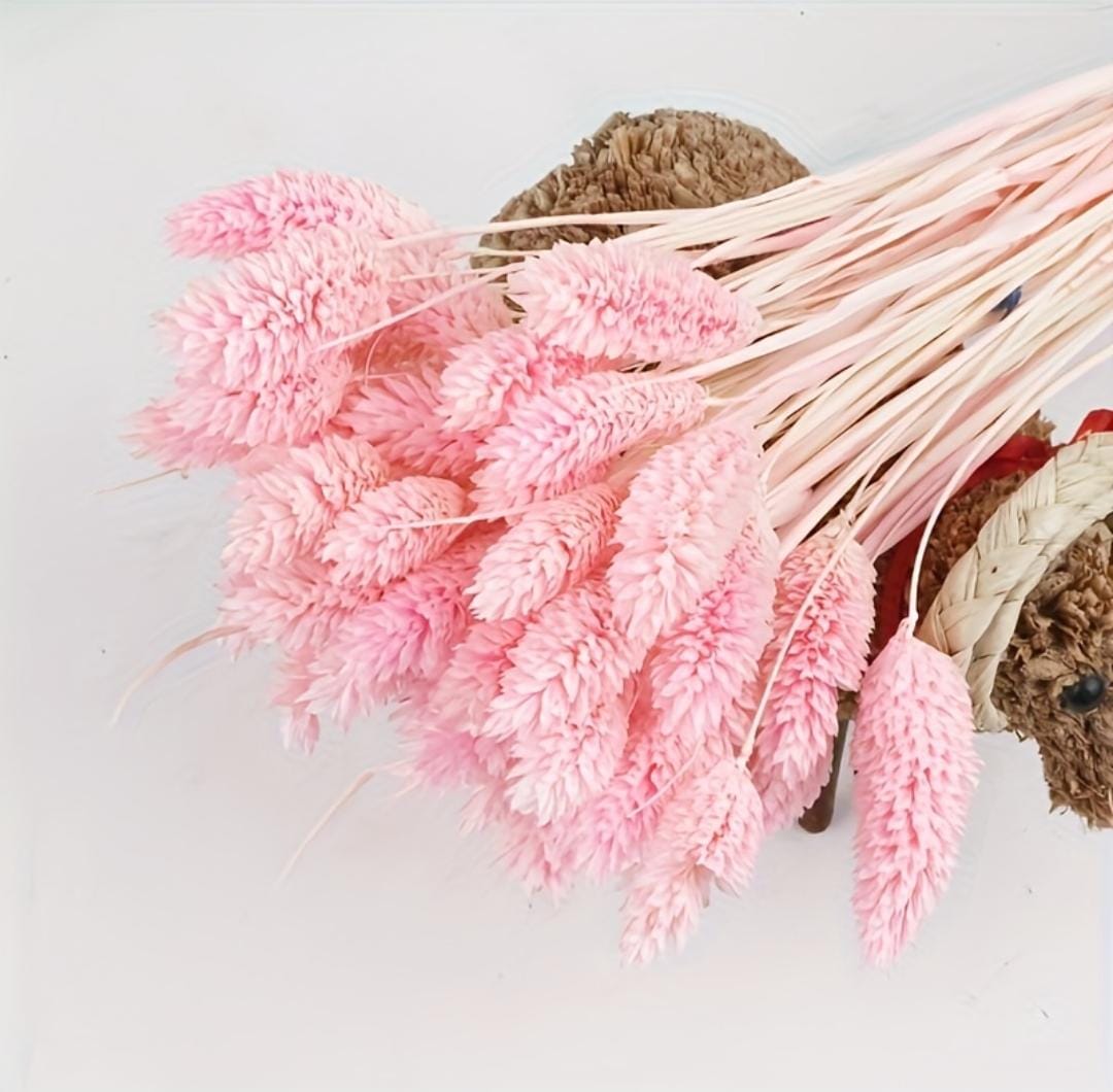 Bakewareind Dried Phalaris Pink Italian Grass,Pink - Bakeware India