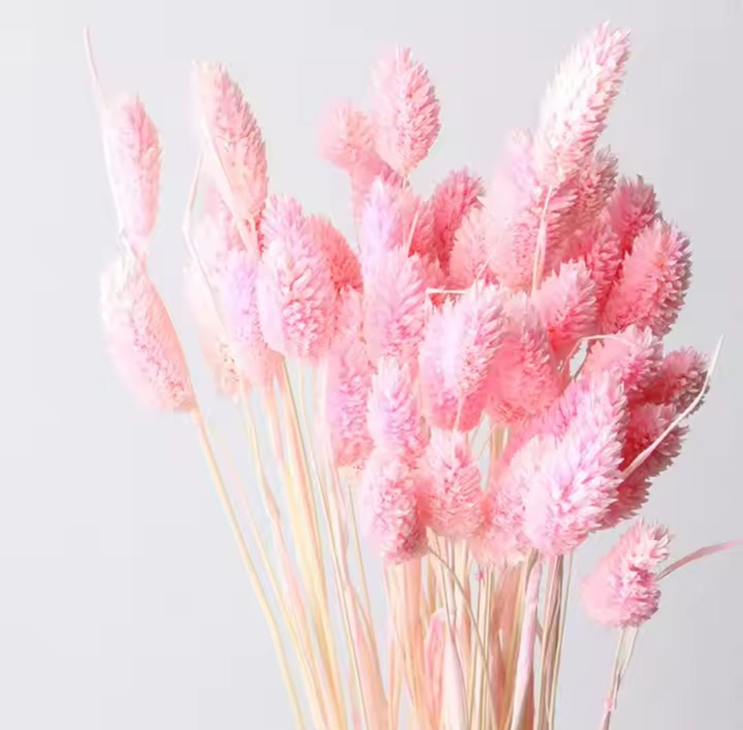Bakewareind Dried Phalaris Pink Italian Grass,Pink - Bakeware India