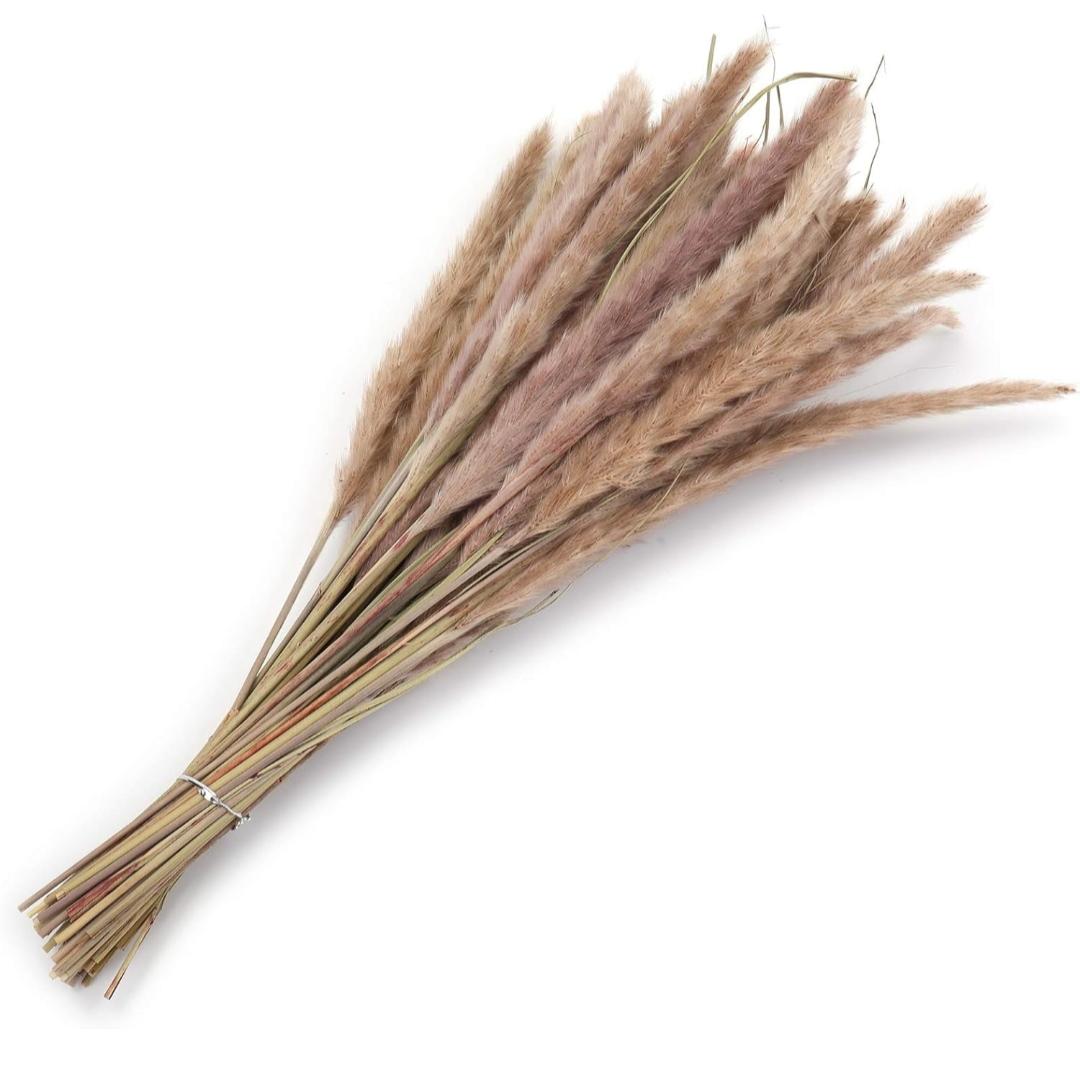 Bakewareind Dried Reed Pampass Grass, Brown - Bakeware India