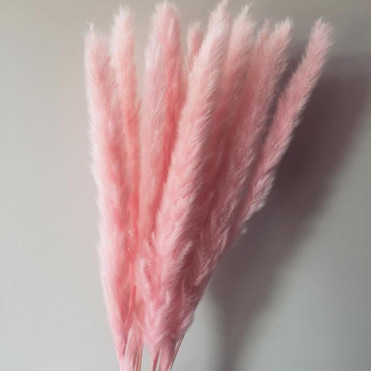 Bakewareind Dried Reed Pampass Grass, Pink - Bakeware India