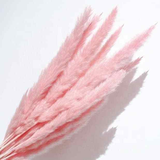 Bakewareind Dried Reed Pampass Grass, Pink - Bakeware India