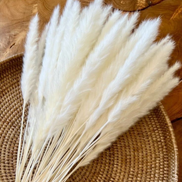Bakewareind Dried Reed Pampass Grass, White - Bakeware India