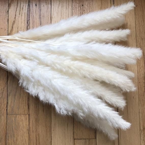 Bakewareind Dried Reed Pampass Grass, White - Bakeware India