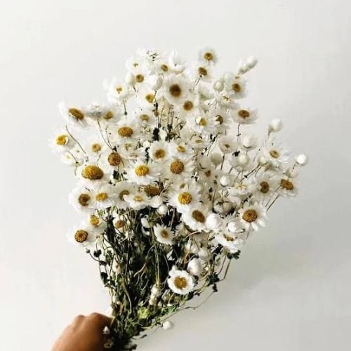Bakewareind Rhodanthe Daisy Natural Dried Flower Preserved - Bakeware India