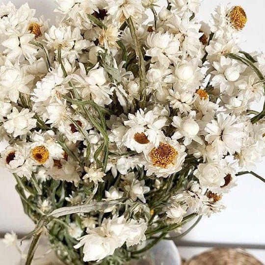 Bakewareind Rhodanthe Daisy Natural Dried Flower Preserved - Bakeware India